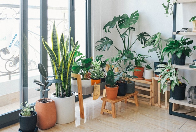 potted-green-indoor-plants-3076899.jpg